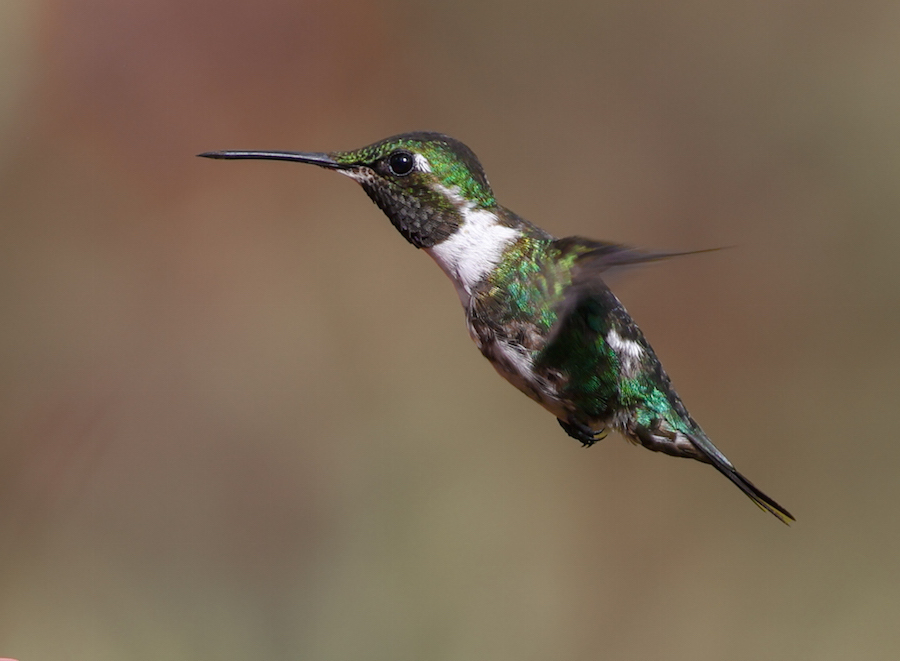 White-bellied Woodstar