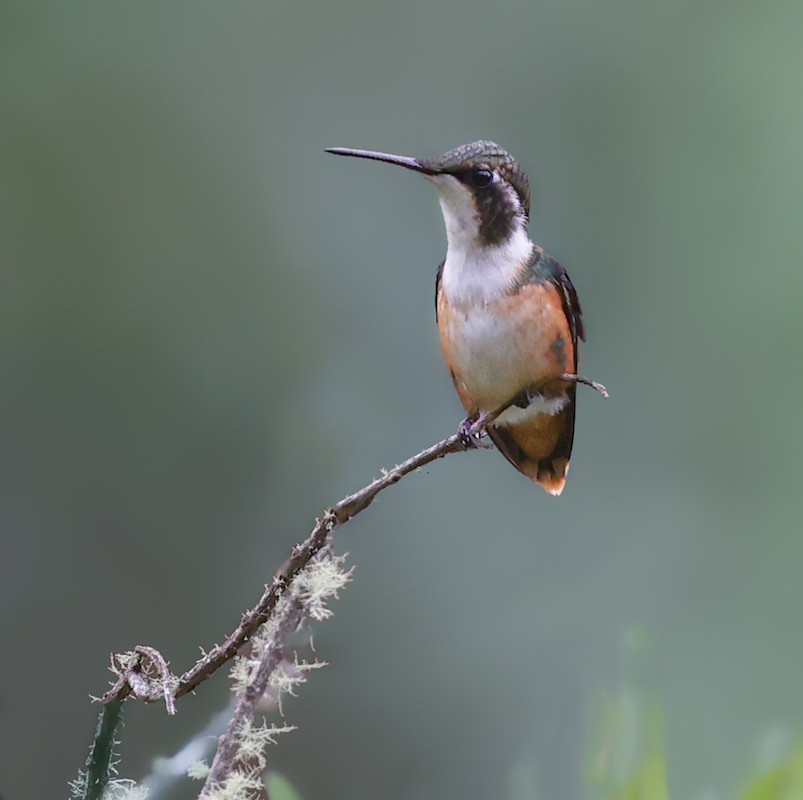 White-bellied Woodstar