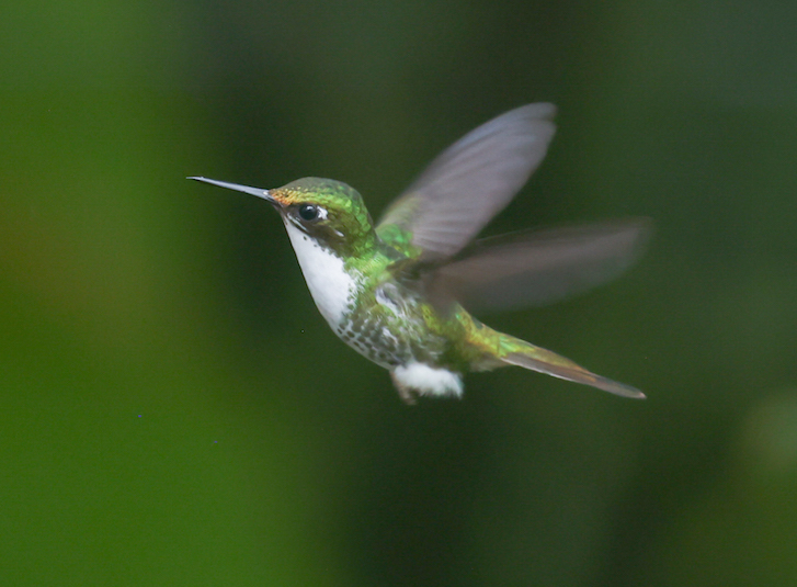 White-booted Racket-tail