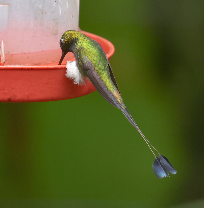 White-booted Racket-tail