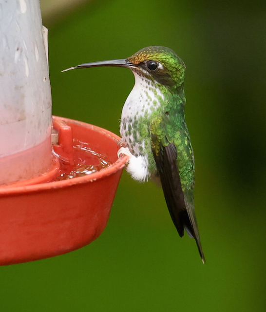 White-booted Racket-tail