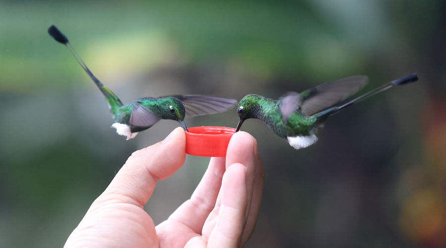 White-booted Racket-tail