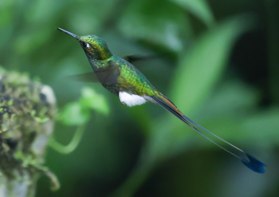 White-booted Racket-tail