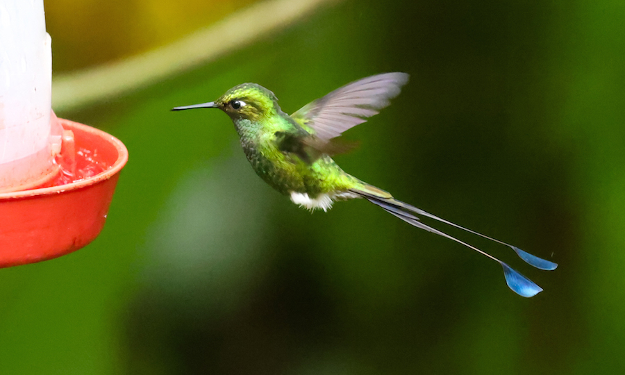 White-booted Racket-tail