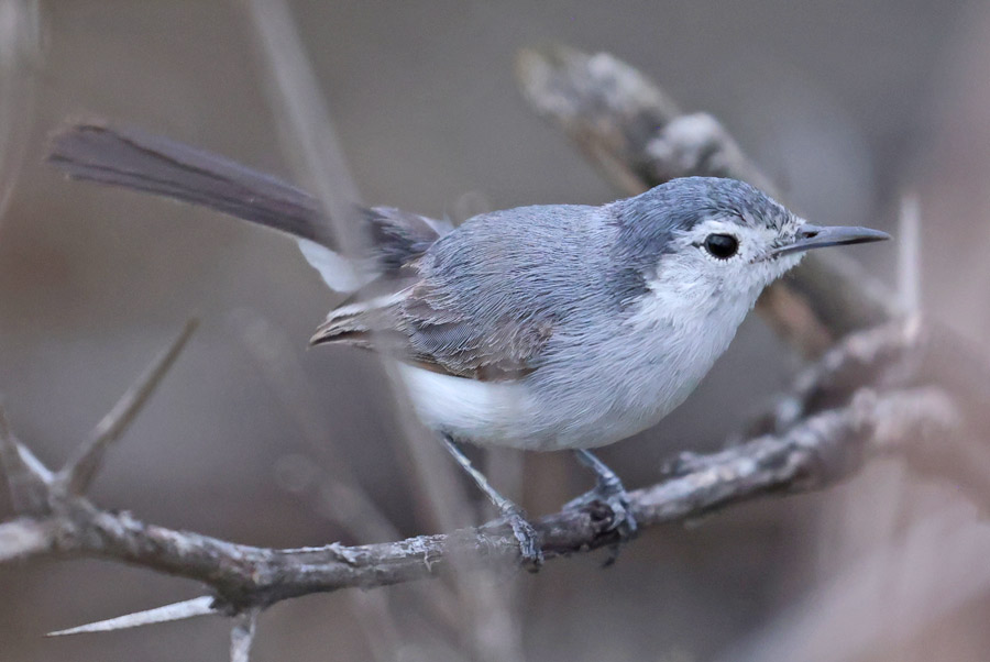 White-browed Gnatcatcher