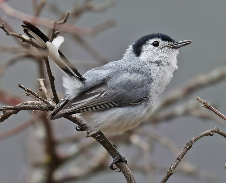 White-browed Gnatcatcher