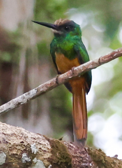 White-chinned Jacamar