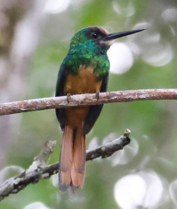White-chinned Jacamar