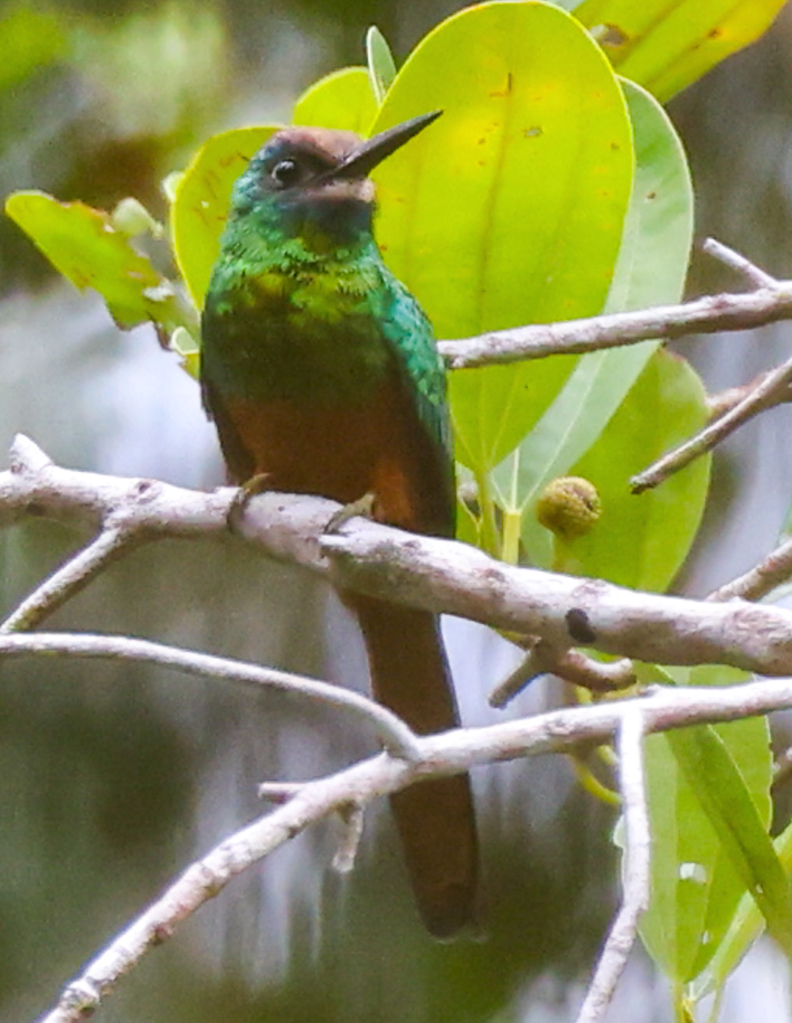 White-chinned Jacamar