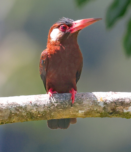 White-eared Jacamar