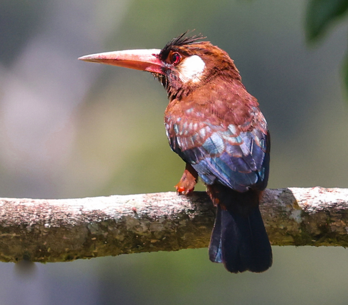 White-eared Jacamar