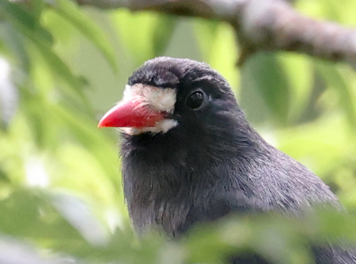 White-fronted Nunbird
