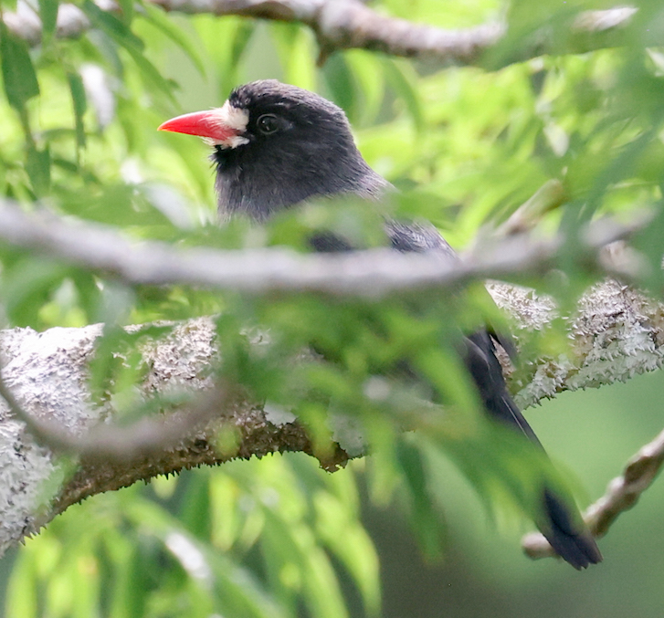 White-fronted Nunbird