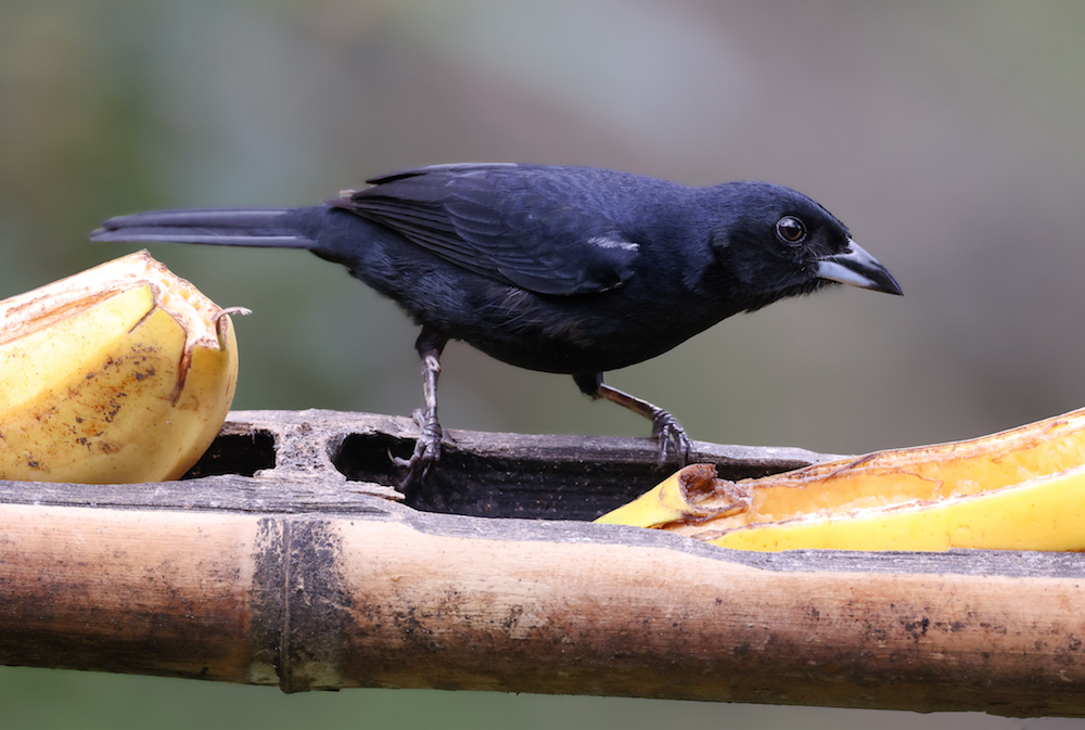 White-lined Tanager