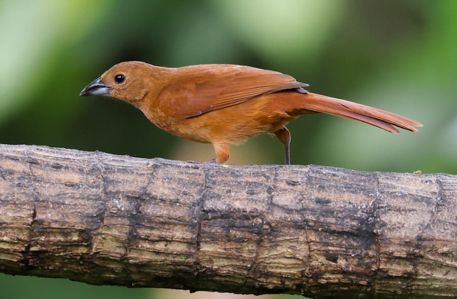 White-lined Tanager
