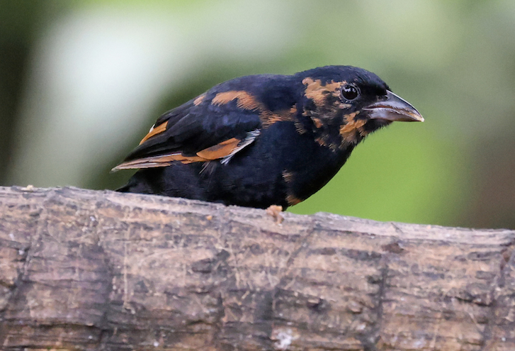 White-lined Tanager