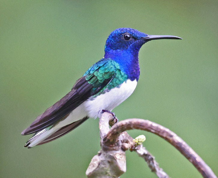 White-necked Jacobin