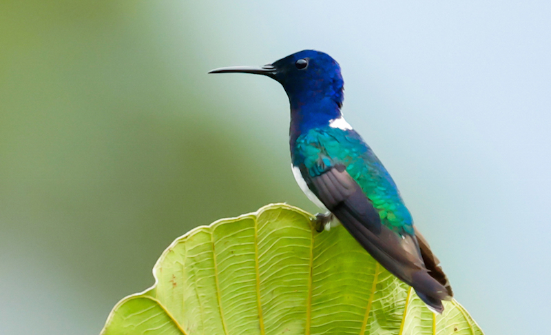 White-necked Jacobin