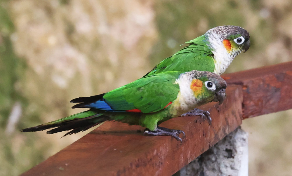 White-necked Parakeet