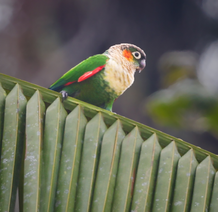 White-necked Parakeet