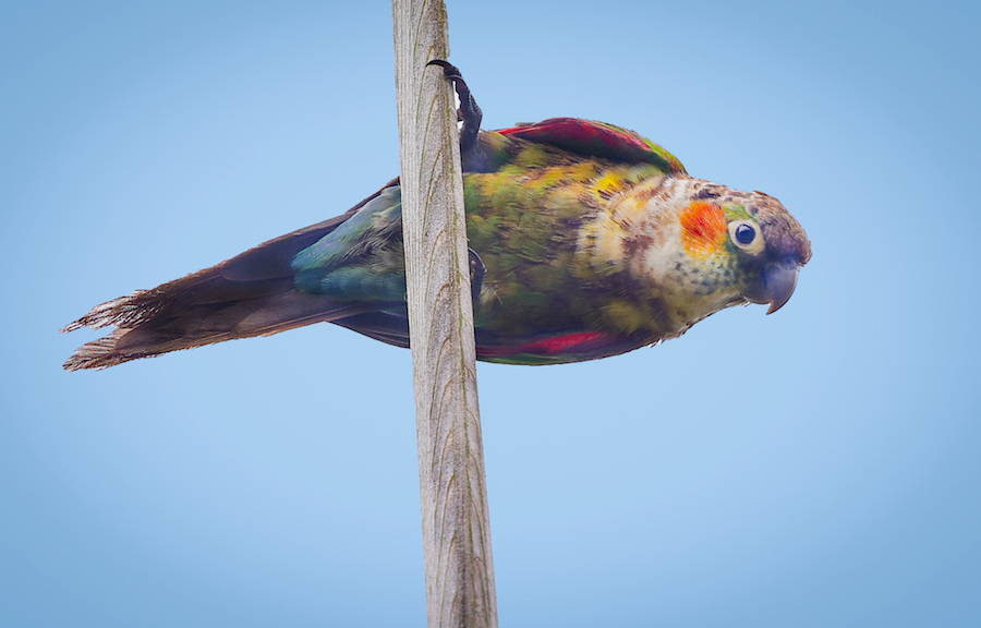 White-necked Parakeet