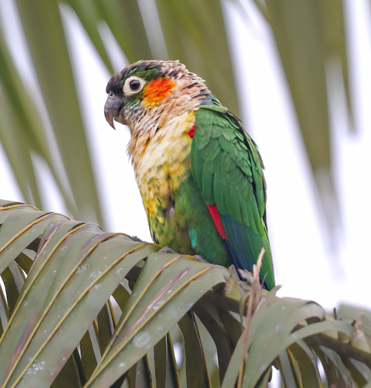 White-necked Parakeet