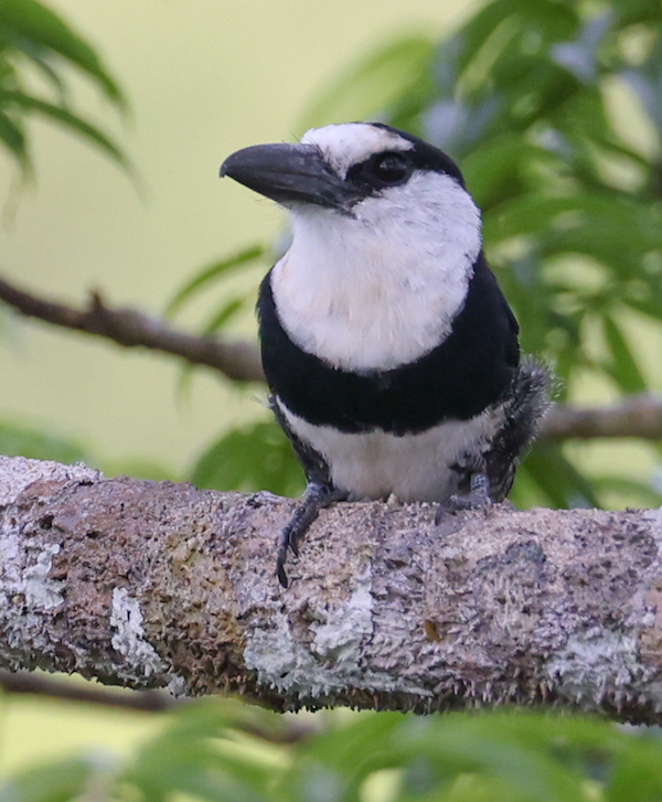 White-necked Puffbird