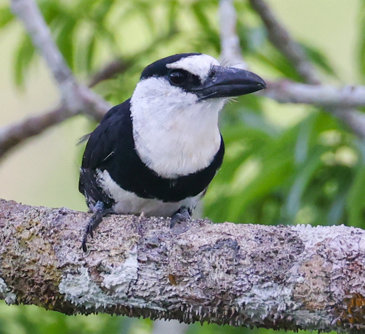 White-necked Puffbird