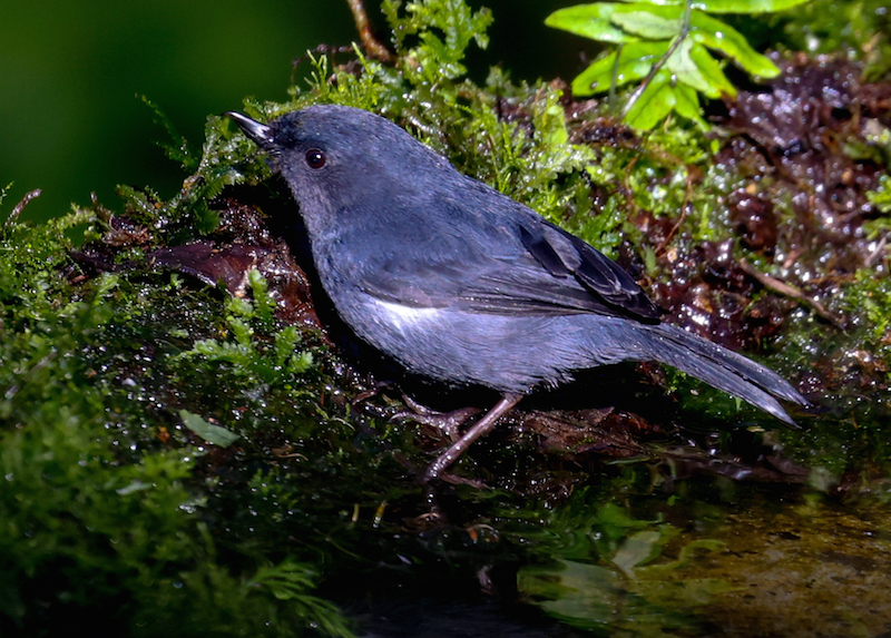 White-sided Flowerpiercer