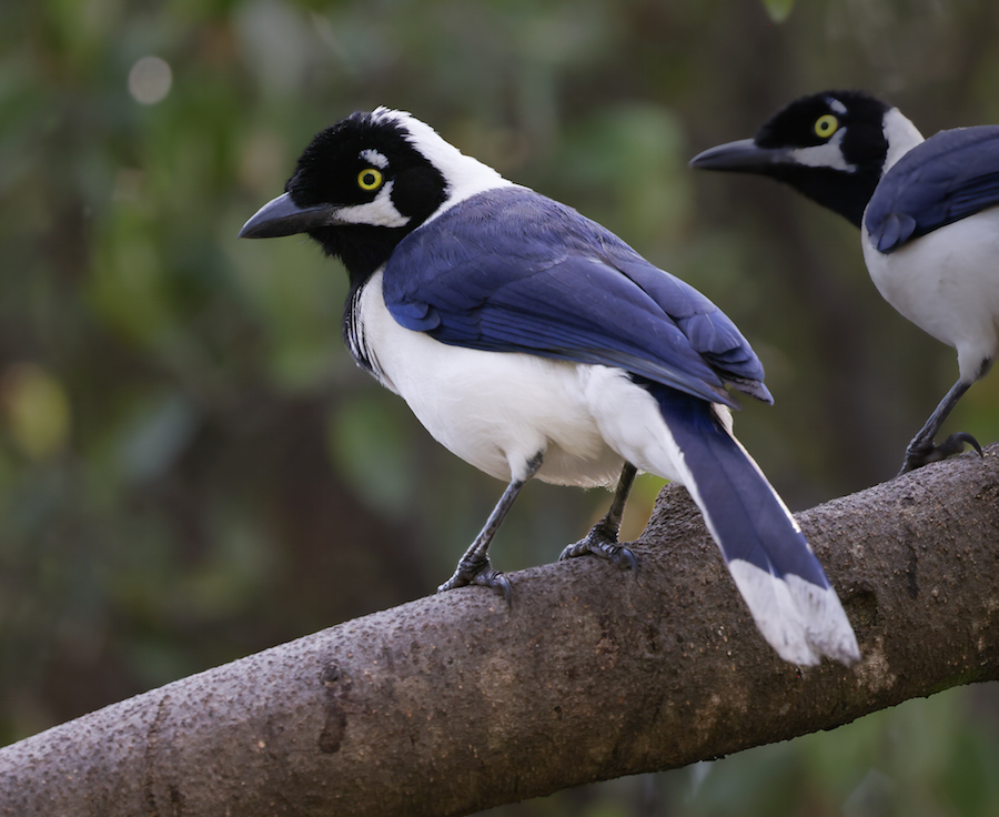 White-tailed Jay