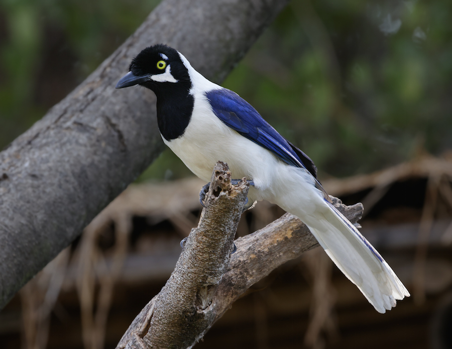 White-tailed Jay