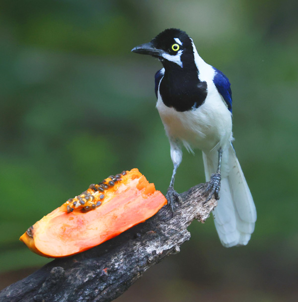 White-tailed Jay
