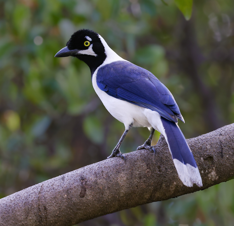 White-tailed Jay