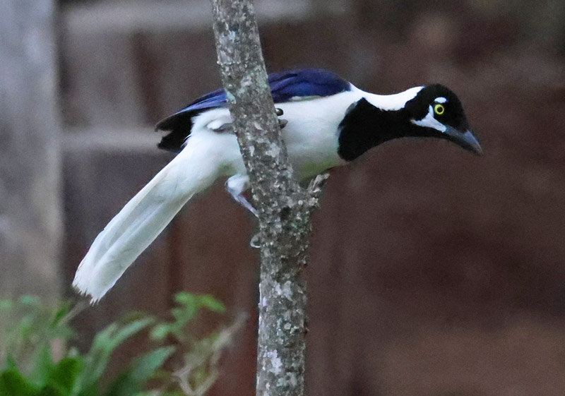White-tailed Jay