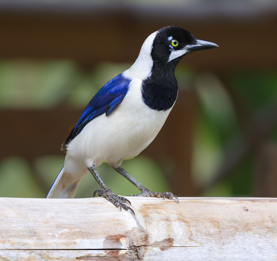White-tailed Jay