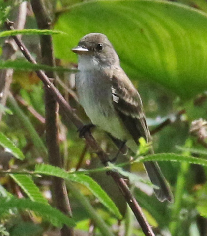 White-throated Flycatcher