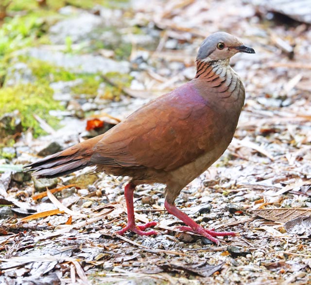 White-throated Quail-dove