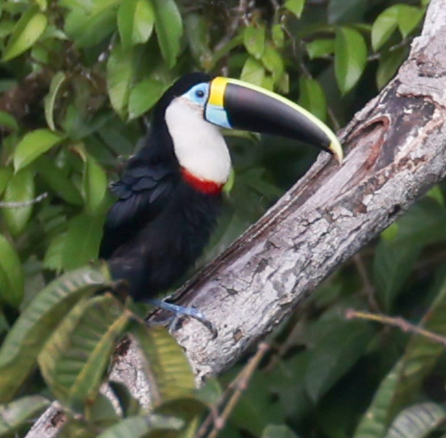 White-throated Toucan