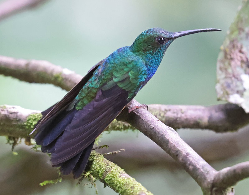 White-vented Plumeleteer