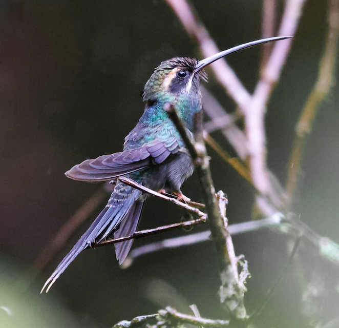 White-whiskered Hermit