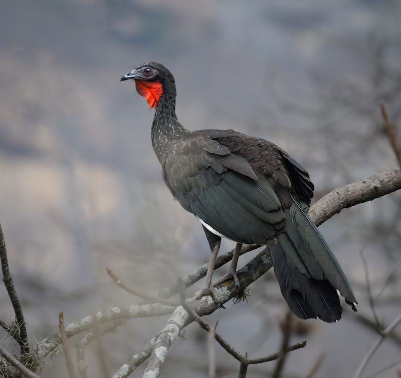 White-winged Guan