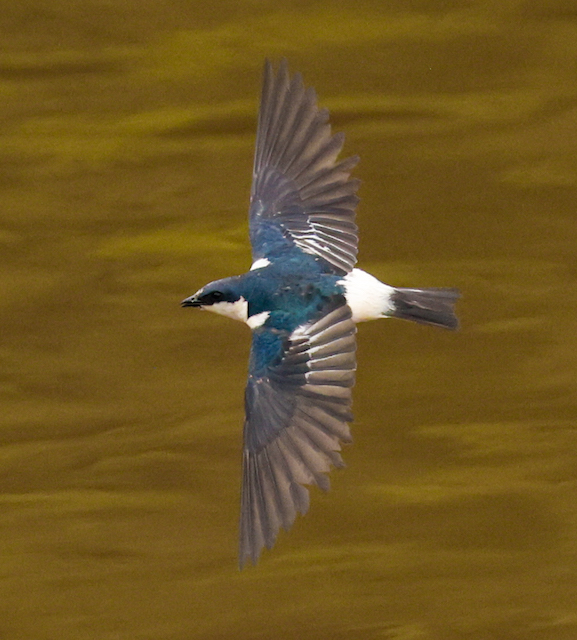 White-winged Swallow
