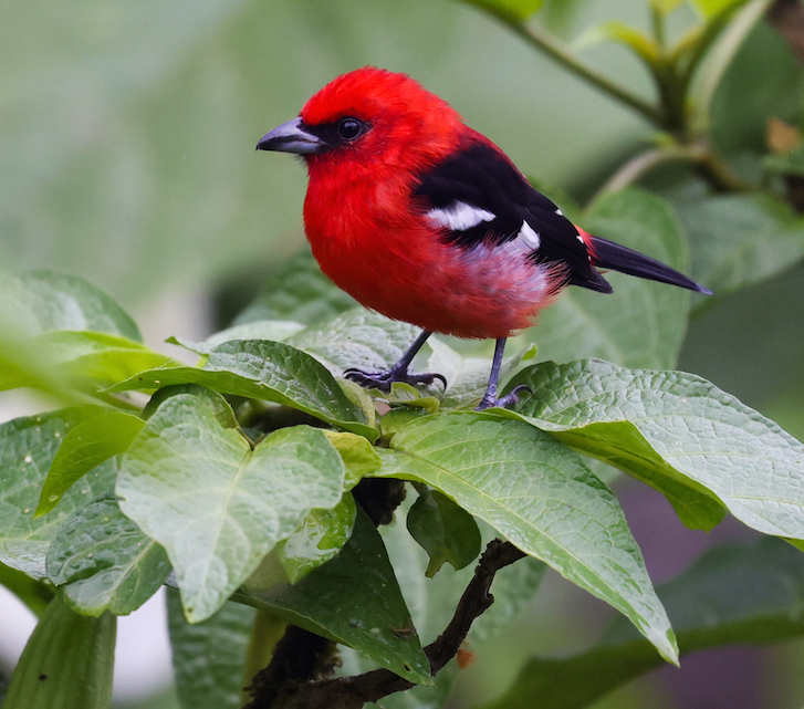 White-winged Tanager