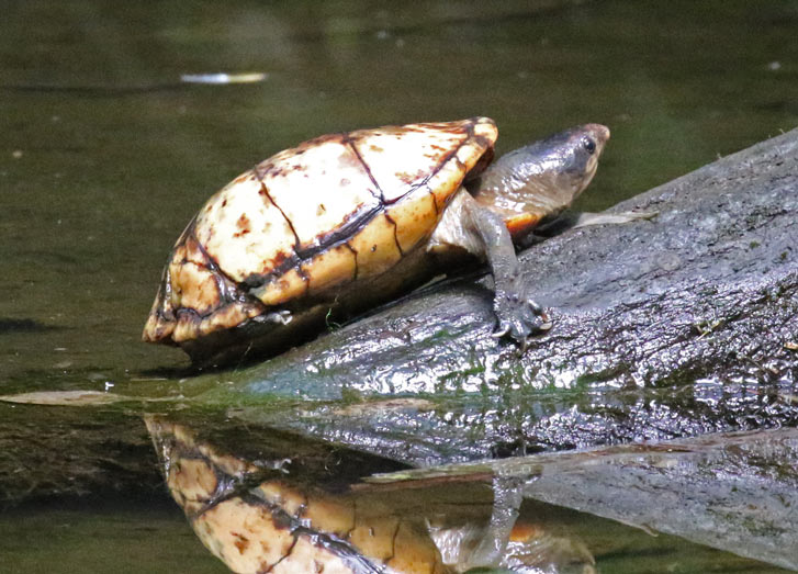 White-lipped Mud Turtle
