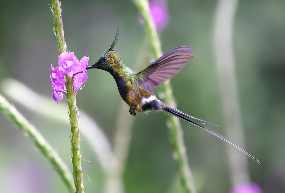 Wire-crested Thorntail