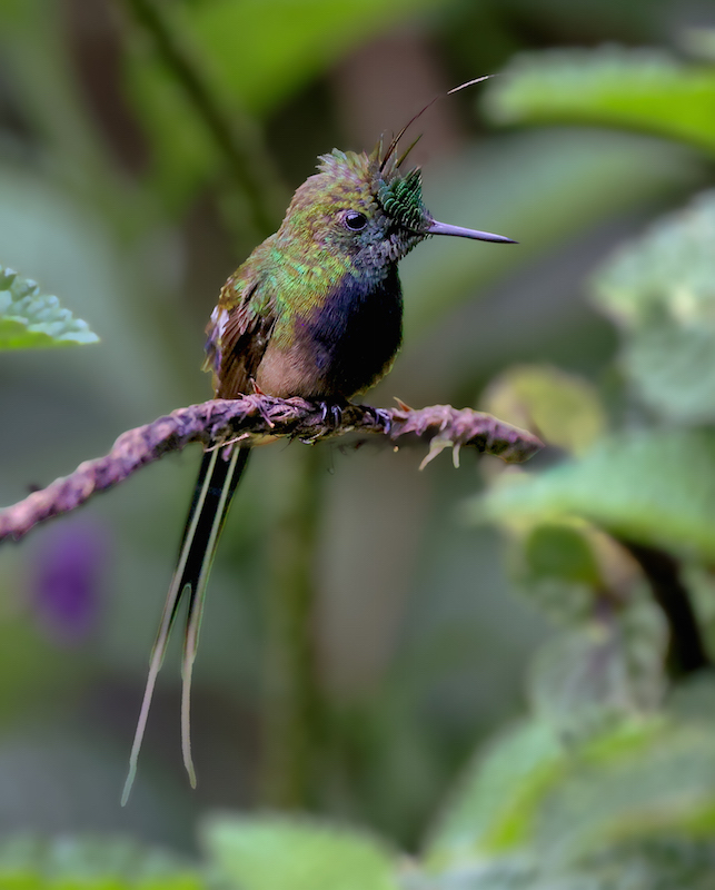 Wire-crested Thorntail