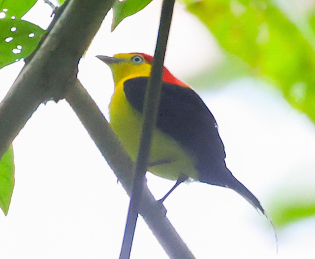 Wire-tailed Manakin 