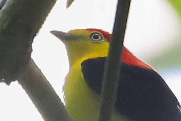 Wire-tailed Manakin 