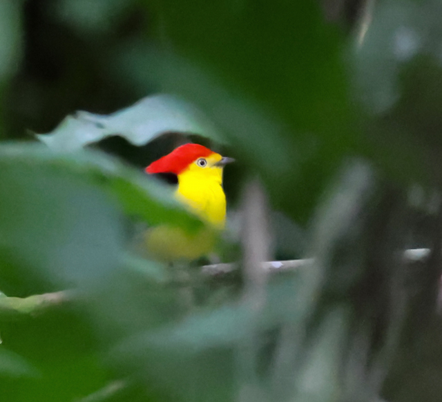 Wire-tailed Manakin 