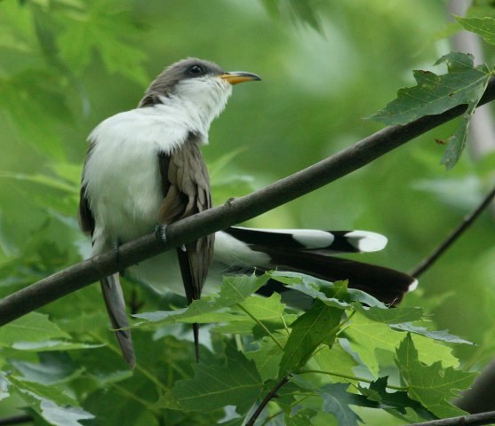 Yellow-billed Cuckoo photo #3